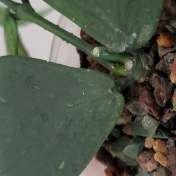 Hoya Polyneura Rooted Cutting - Picture 3 of 4